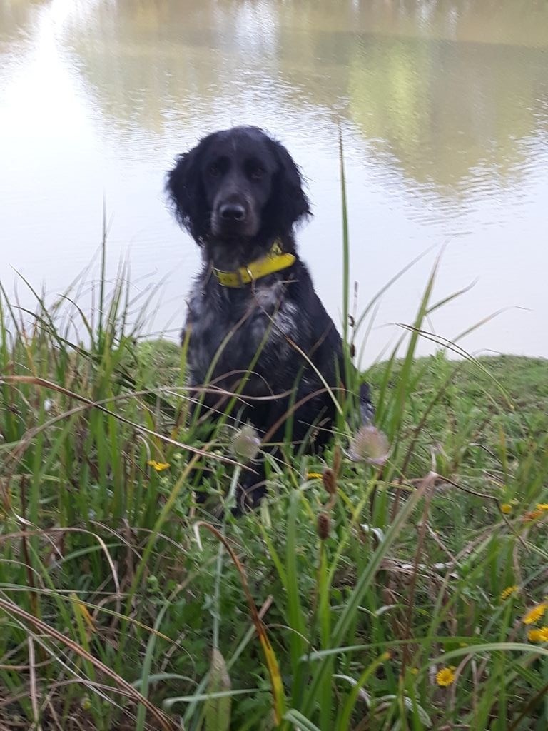 Nicky Llop Del Canigou